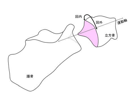 足首の捻挫でズレが生じやすい立方骨と踵骨の関節面の形状、および回内・回外の運動軸を示した図