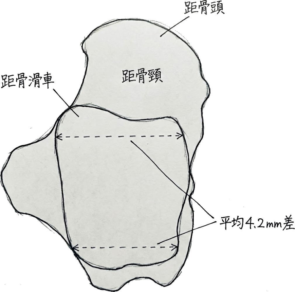 手書き風の足部骨格図。距腿関節 バイオメカニクスの鍵となる「距骨」が赤く強調され、前側が後ろ側より「平均約4.2mm」幅広いという形状特性が手書きの注釈で示されている。